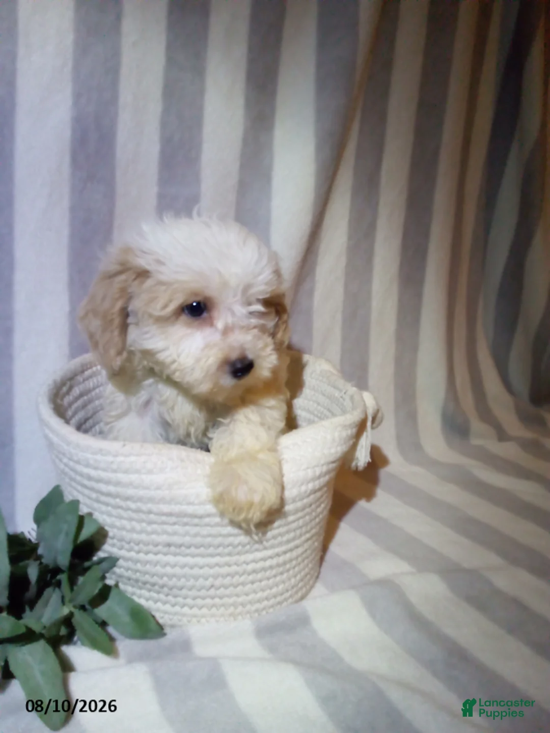 Havapoo dogs for sale: Pete - Ad 2