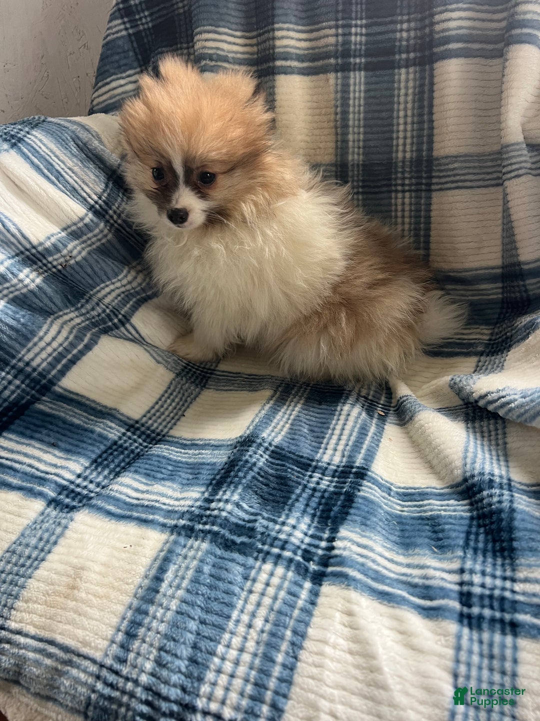 Pomeranian dogs for sale: Sweet Pea - Ad 4