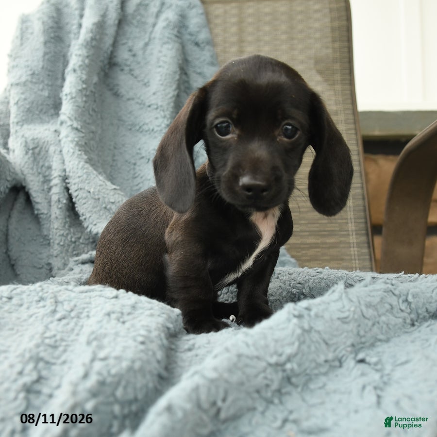 Dachshund dogs Ollie - Ad 2