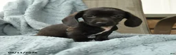 Dachshund dogs for sale: Ollie - Ad 2