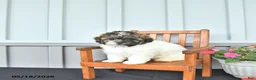 Shihpoo dogs for sale: Patrick - Ad 4