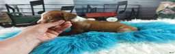 Dachshund dogs for sale: Nationwide delivery. Sugar pies red and white boy - Ad 11