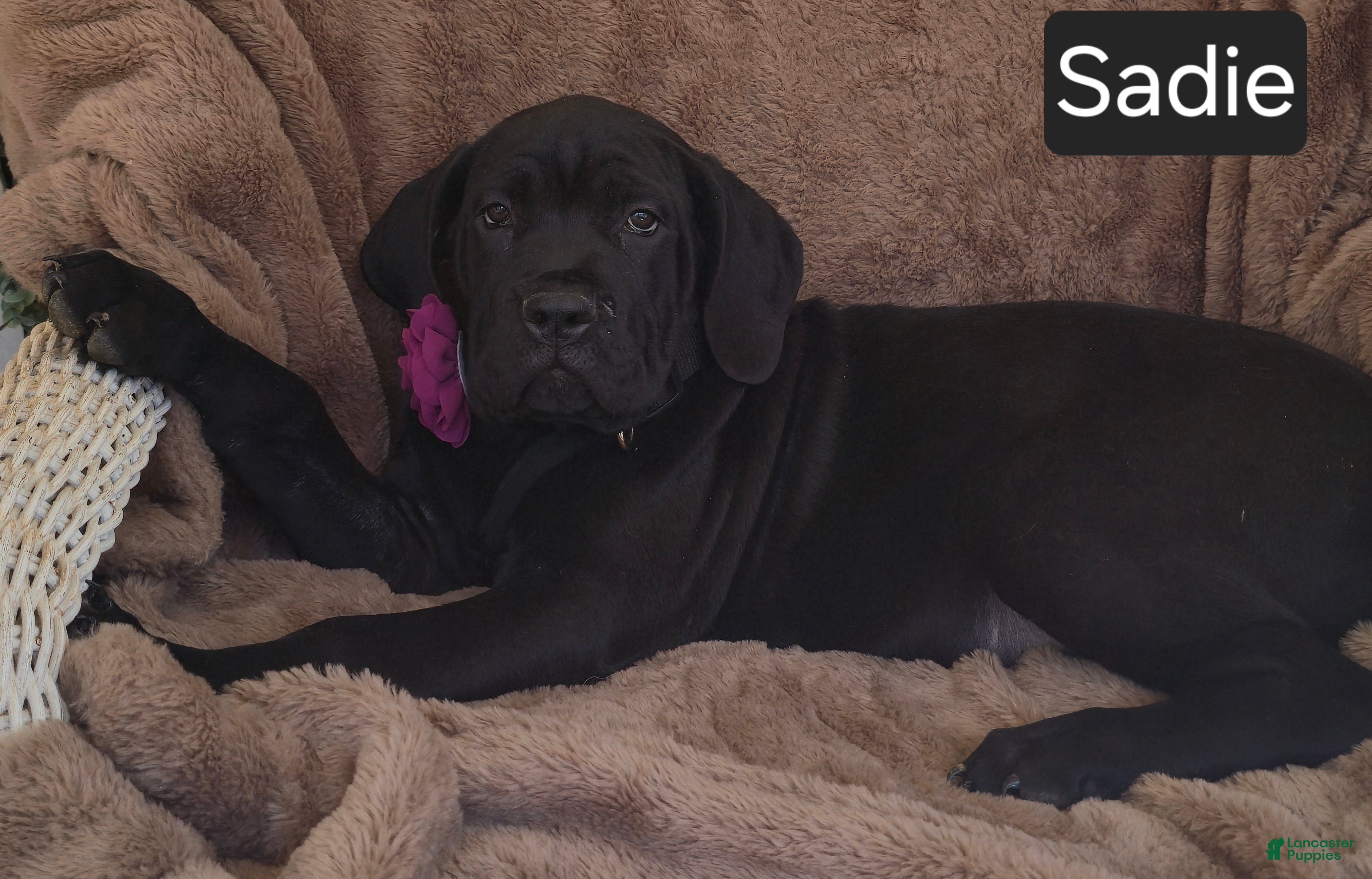 Cane Corso dogs WEEKEND SPECIAL! Sadie - Ad 2