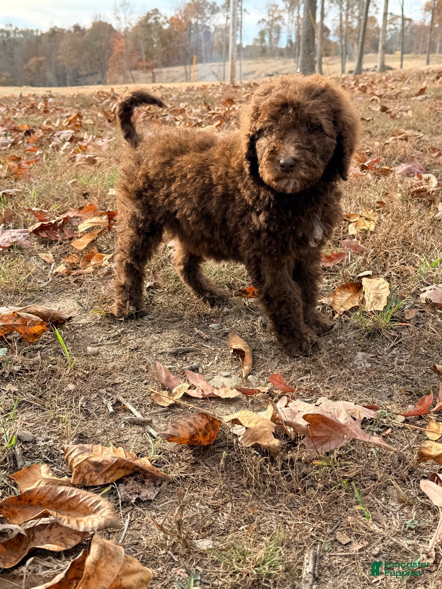 Standard Poodle dogs for sale: Standard Poodle 2 - Ad 1