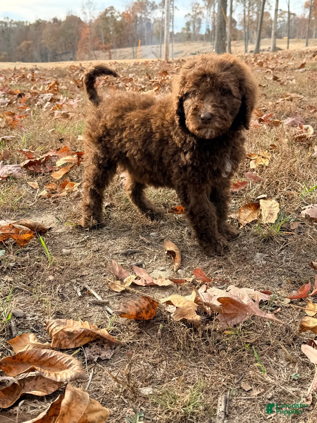 Standard Poodle dogs for sale: Standard Poodle 2 - Ad 1