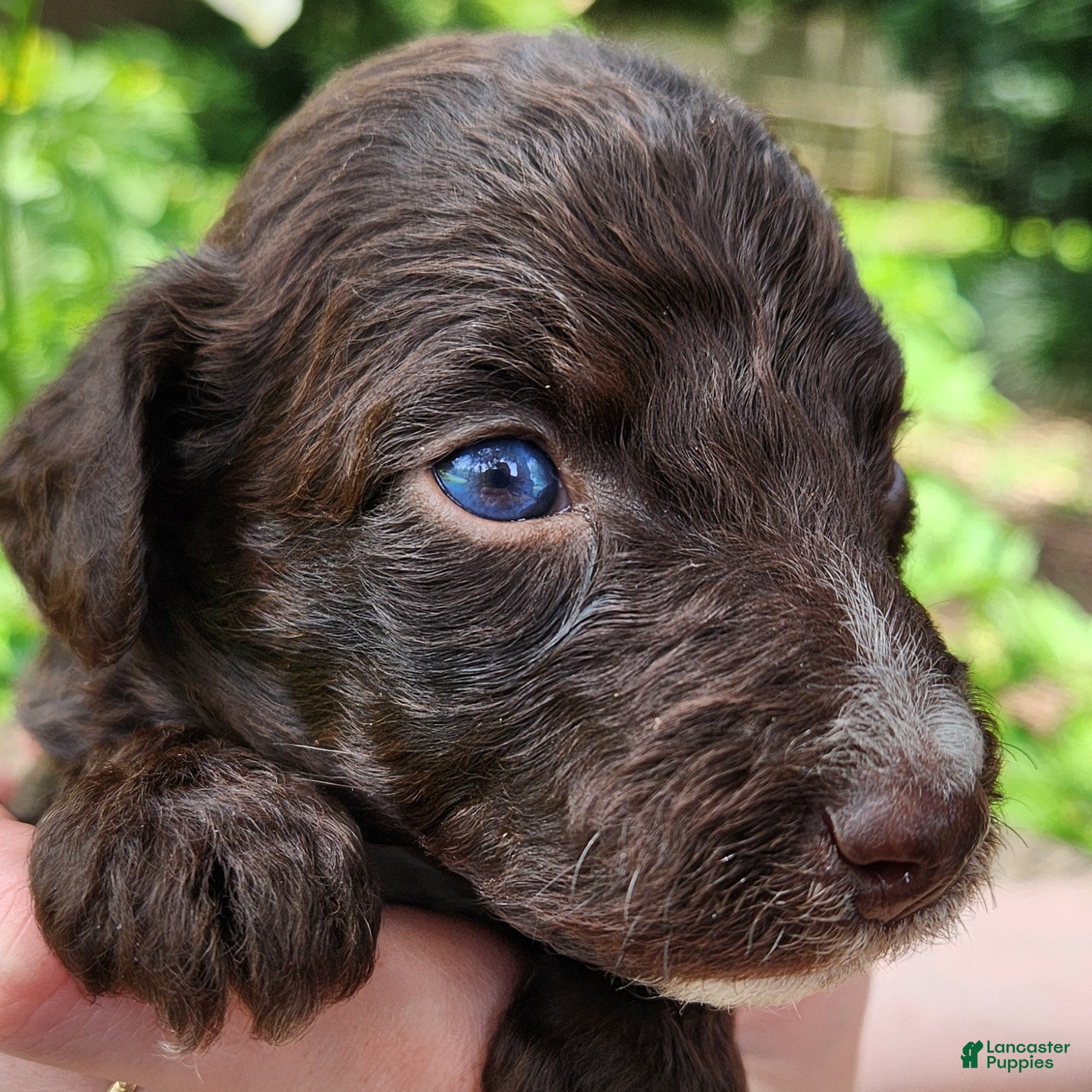 Mini Aussiedoodle dogs Pluto - Male - Red Tuxedo - Ad 1