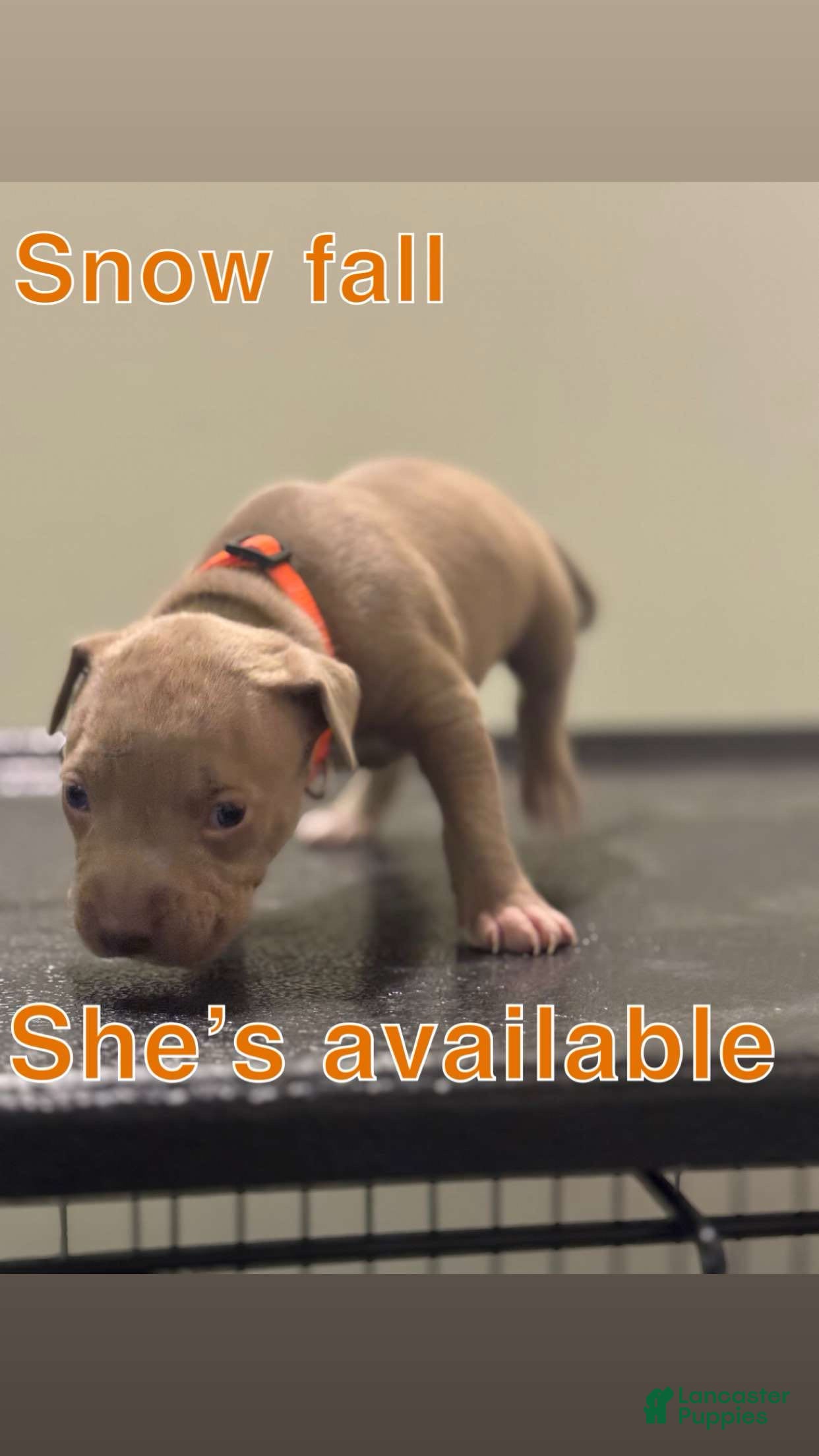 American Pit Bull Terrier dogs American Pit Bull Terrier Puppy 5 - Ad 2