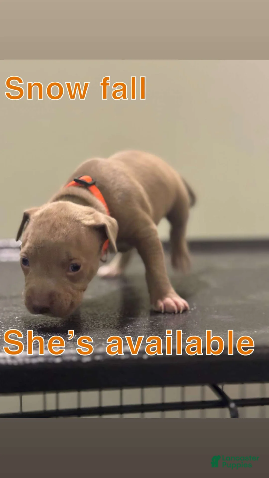 American Pit Bull Terrier dogs for sale: American Pit Bull Terrier Puppy 5 - Ad 1