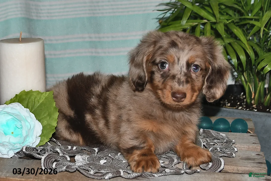 Miniature Dachshund dogs for sale: Colten - Ad 1