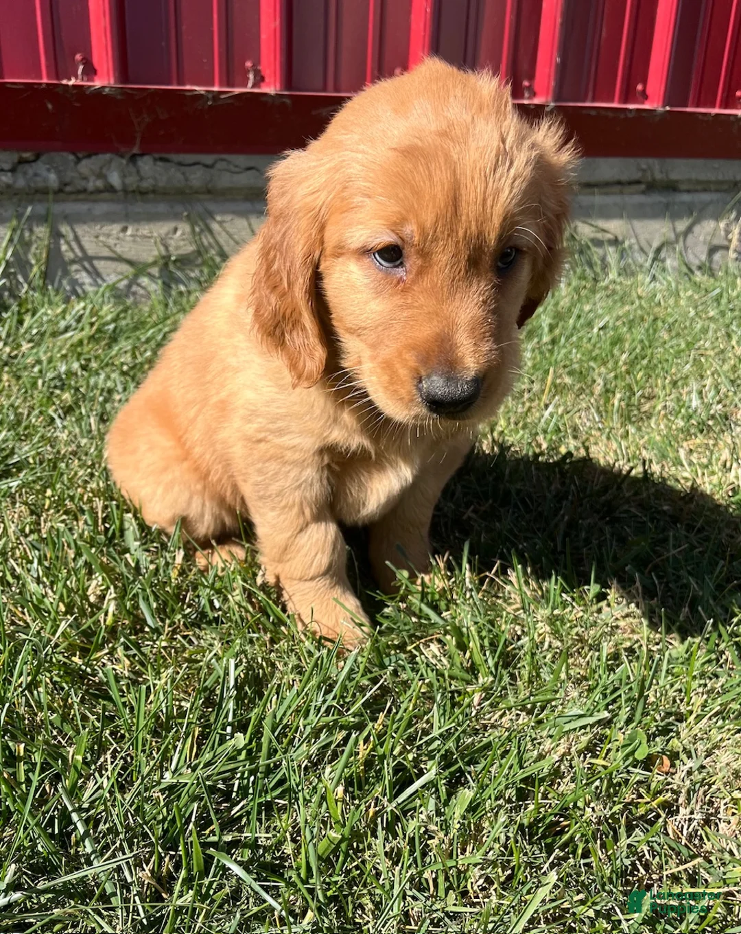 Golden Retriever dogs for sale: Emma - Ad 3
