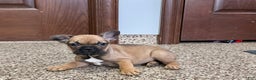 French Bulldog dogs for sale: French Bulldog Puppy 4 - Ad 6