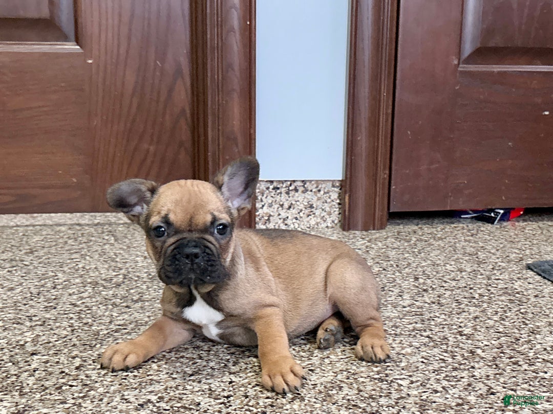 French Bulldog dogs for sale: French Bulldog Puppy 4 - Ad 6