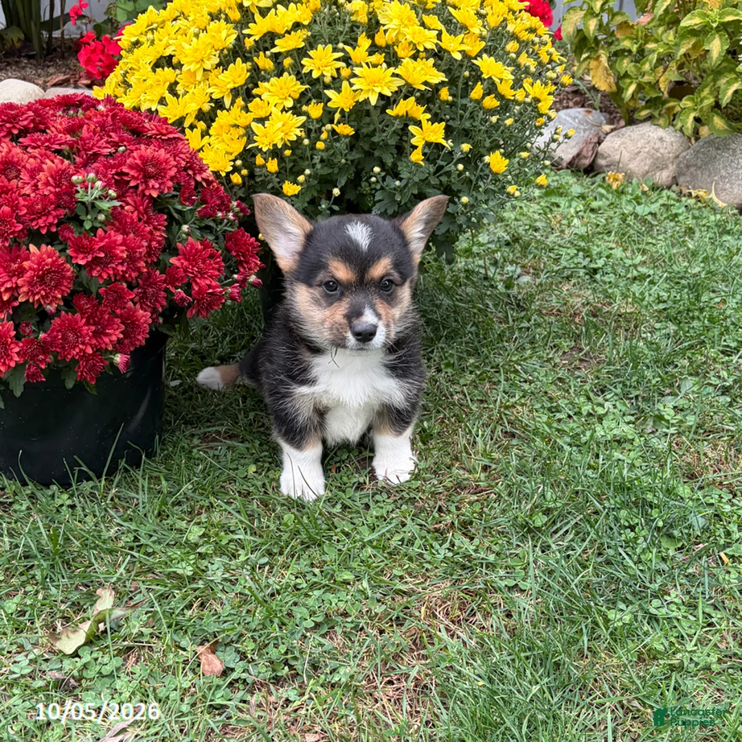 Welsh Corgi Pembroke dogs for sale: Penelope - Ad 1