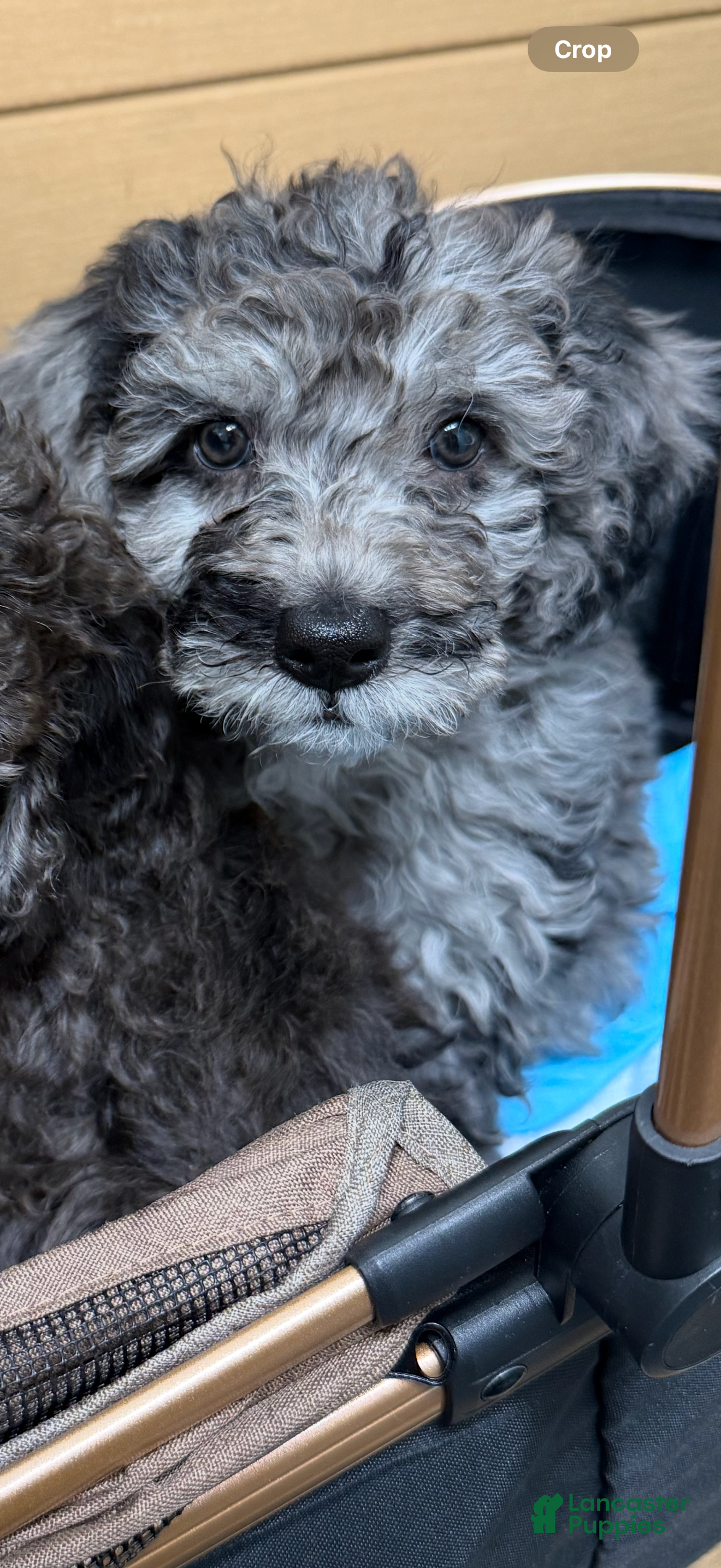 Mini Goldendoodle dogs Mini Goldendoodle Puppy 5 - Ad 37