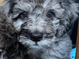 Mini Goldendoodle dogs Mini Goldendoodle Puppy 5 - Ad 17