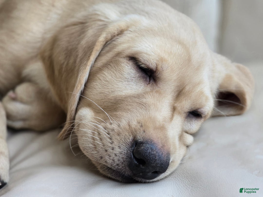 Labrador Retriever dogs for sale: Labrador Retriever Puppy 1 - Ad 7