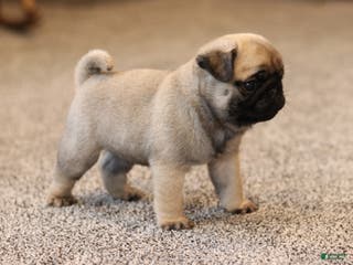 Pug dogs Champion Dexter - Ad 6