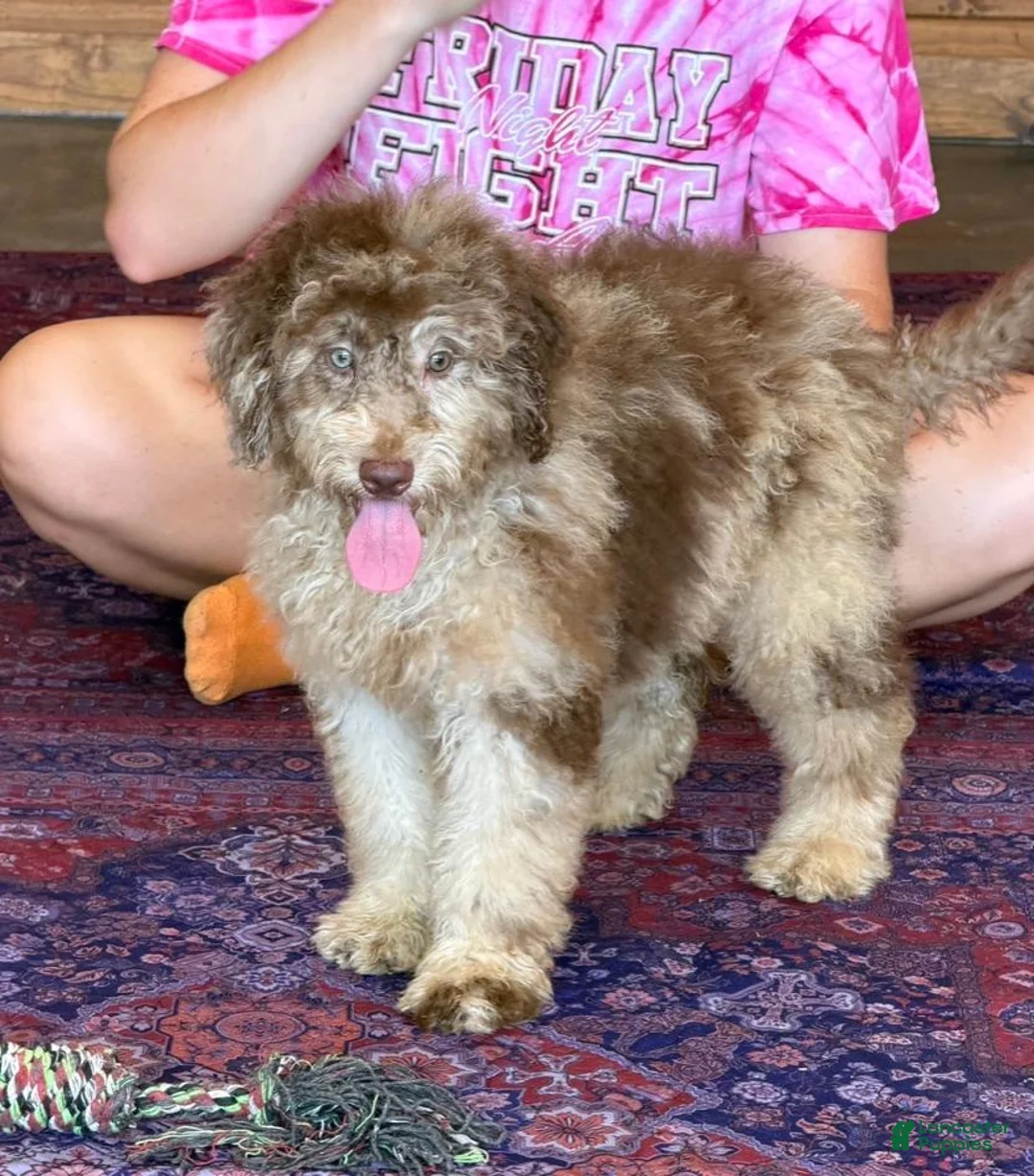 Miniature Labradoodle dogs for sale: Sally - Ad 2