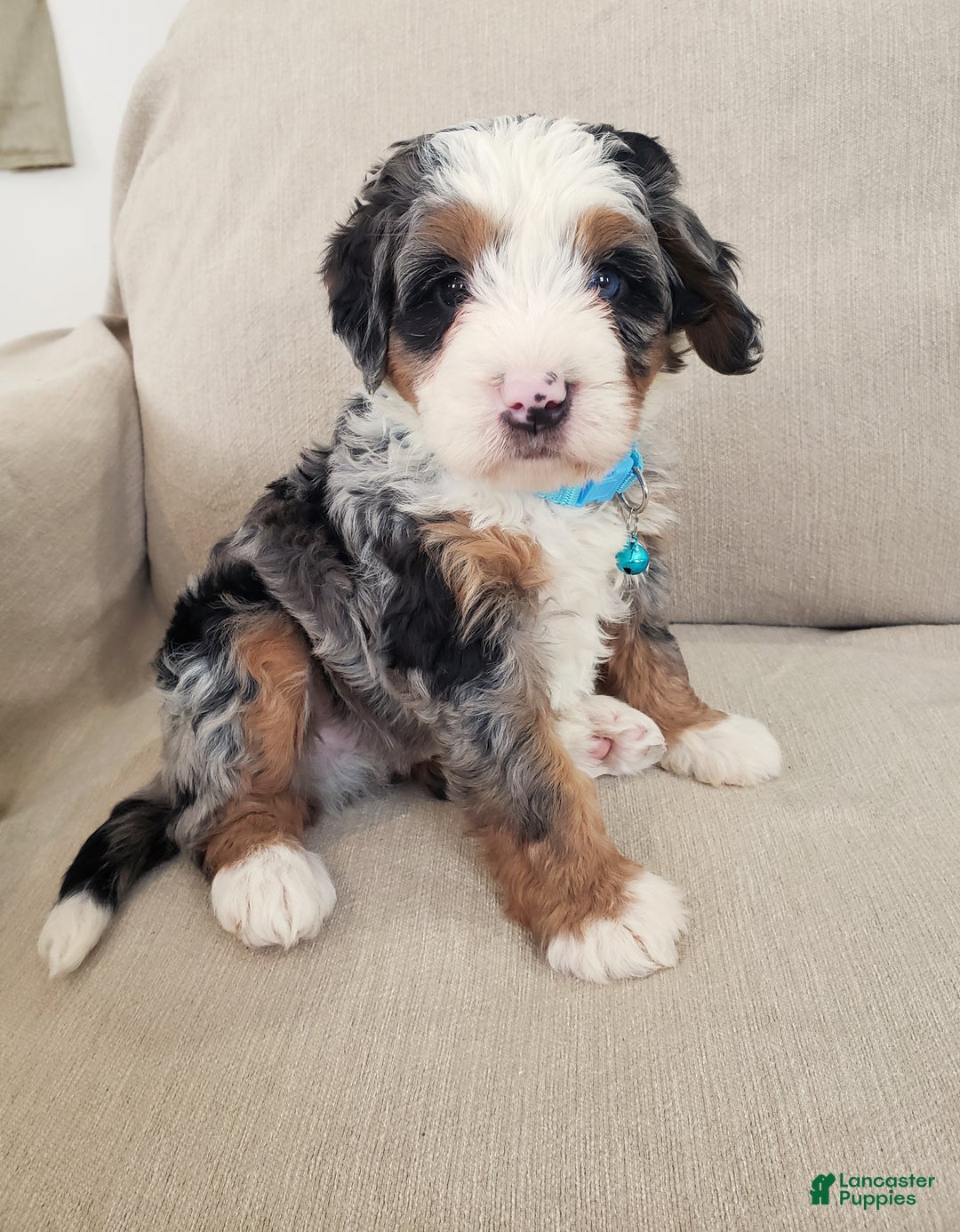Mini Bernedoodle dogs for sale: Axel - Ad 5
