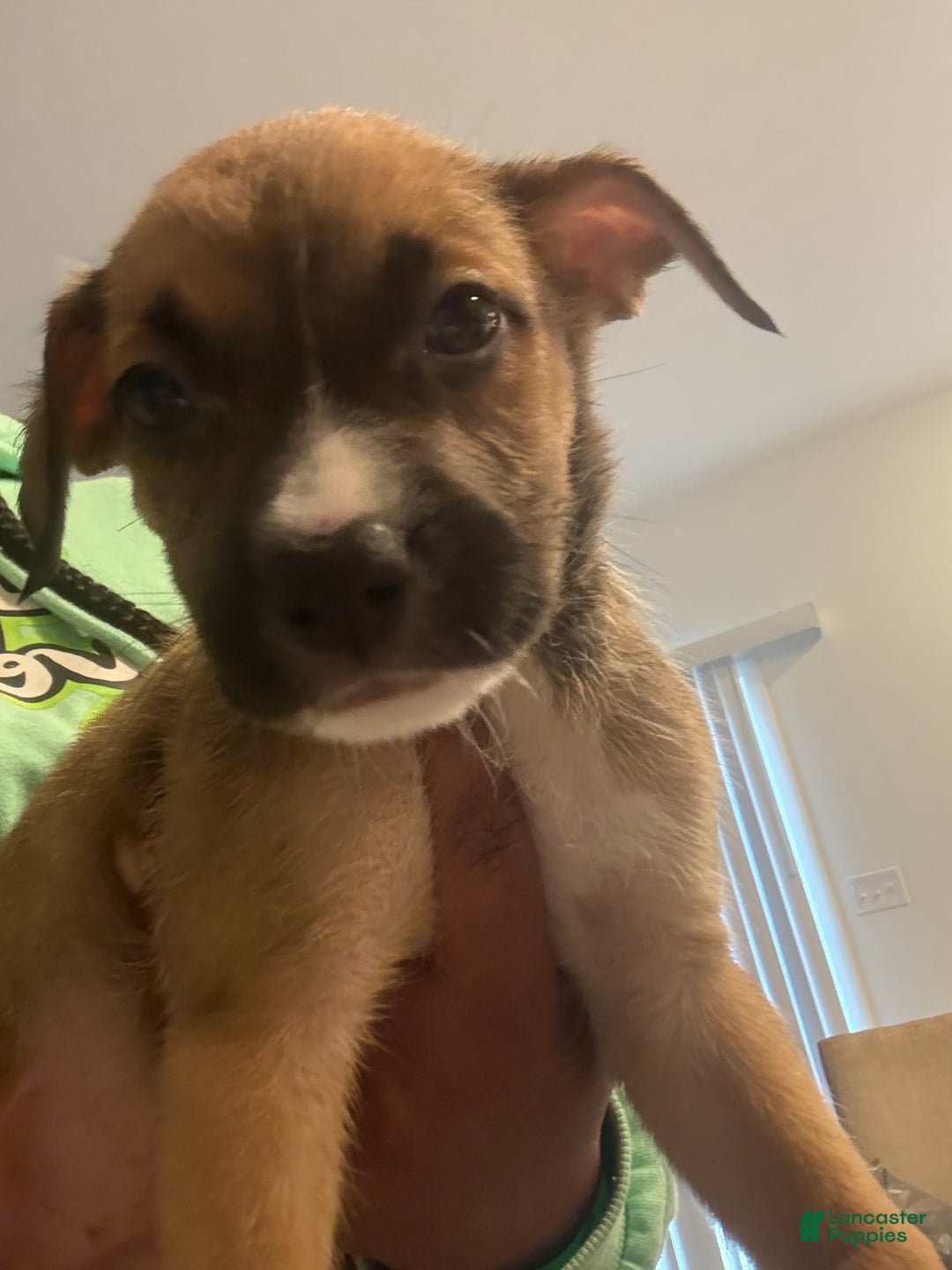 Mixed Breed dogs for sale: Mixed Breed Puppy 8 - Ad 1