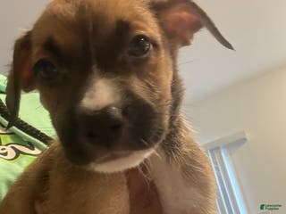 Mixed Breed dogs Mixed Breed Puppy 8 - Ad 42