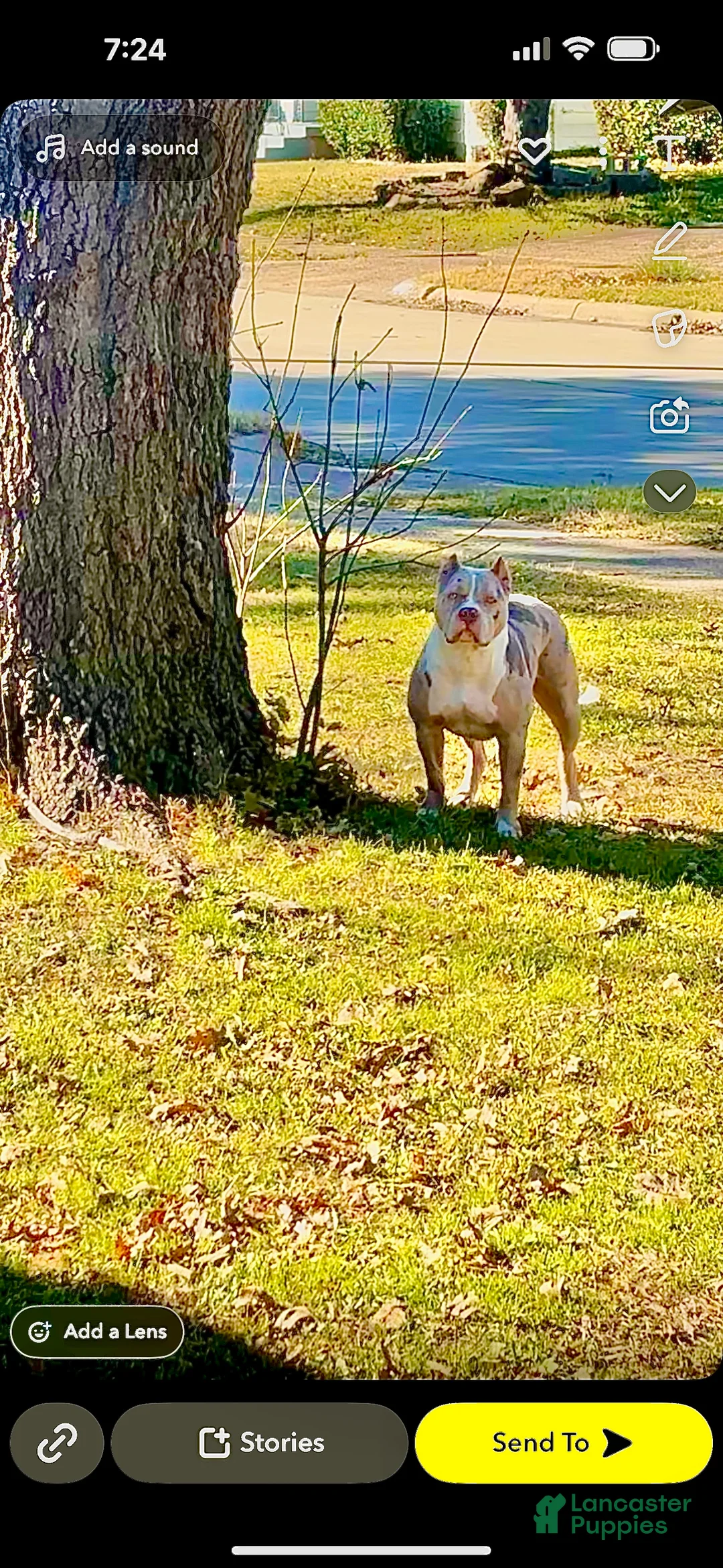 American Bully dogs for sale: American Bully Puppy 5 - Ad 1