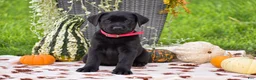 Labrador Retriever dogs for sale: Chelsea - Ad 1