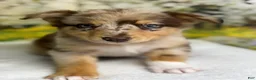 Australian Shepherd dogs for sale: Australian Shepherd lynxley - Ad 1