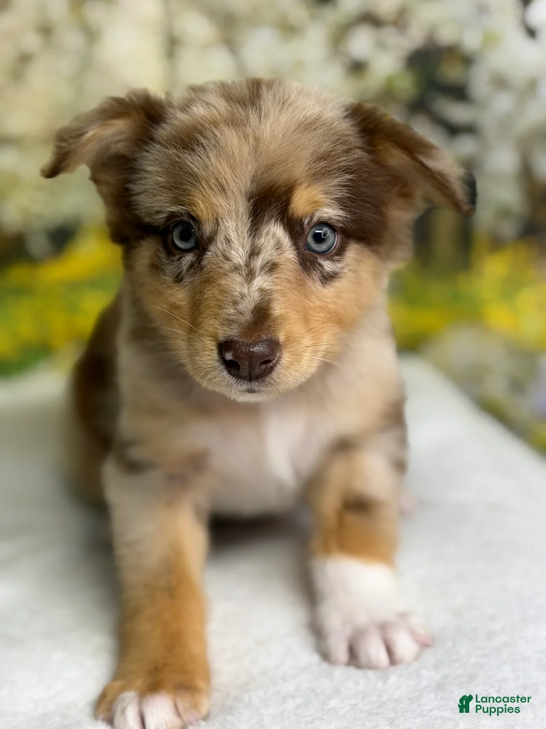 Australian Shepherd dogs for sale: Australian Shepherd lynxley - Ad 1