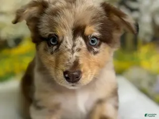 Australian Shepherd dogs for sale: Australian Shepherd lynxley - Ad 4