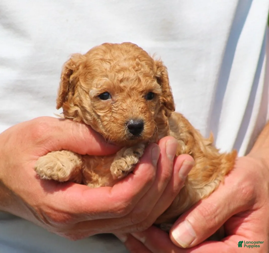 Toy Poodle dogs for sale: Ariel - Ad 2