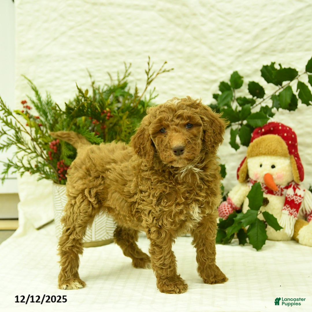 Goldendoodle dogs for sale: Kelsey - Ad 1