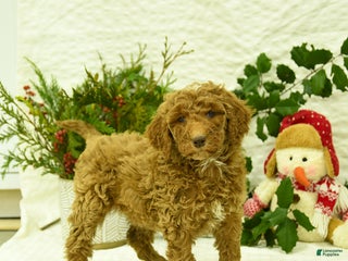 Goldendoodle dogs Kelsey - Ad 22