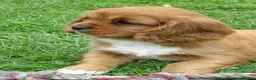 Cavalier King Charles Spaniel dogs for sale: Chloe - Ad 5