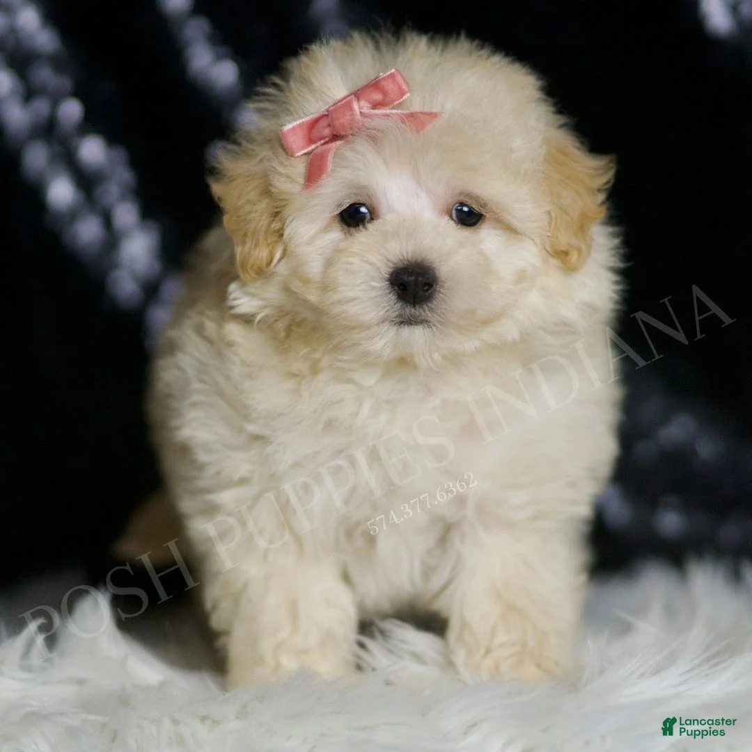 Maltipoo dogs for sale: Opal - Ad 1