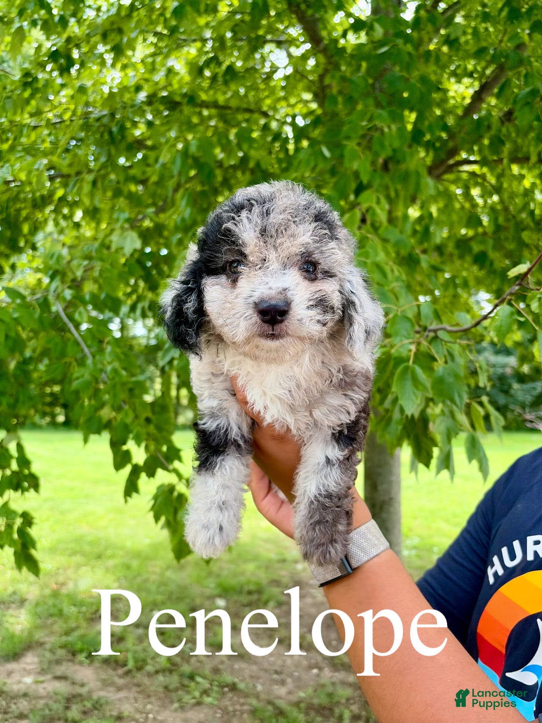 Mini Goldendoodle dogs Penelope- Micro mini - Ad 1