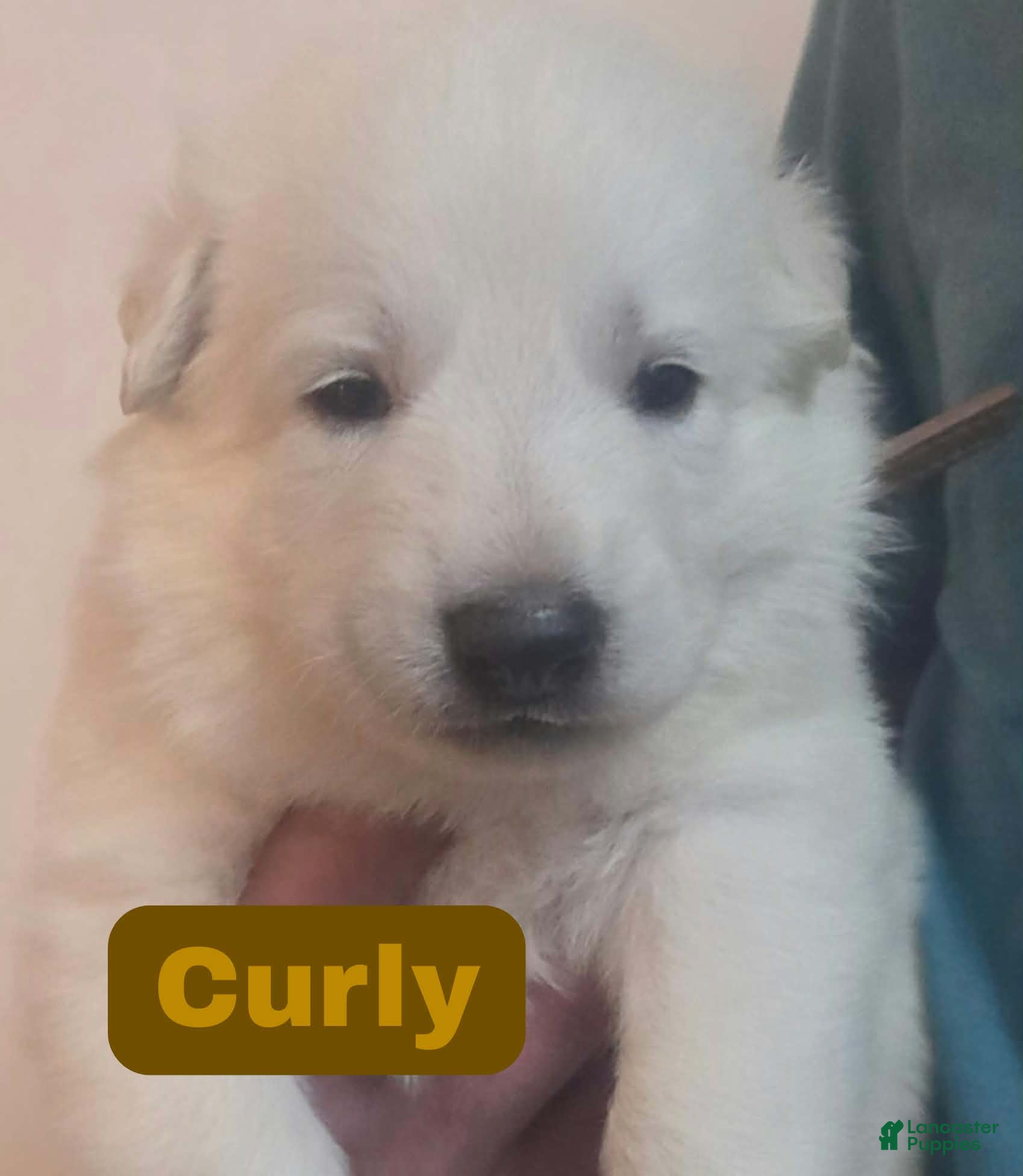 German Shepherd dogs Curly - Ad 4