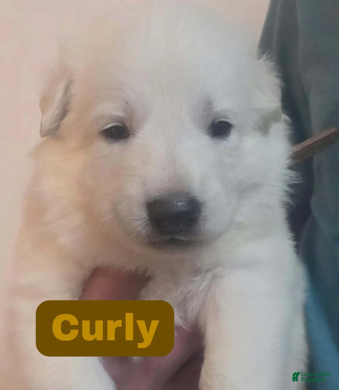 German Shepherd dogs for sale: Curly - Ad 1