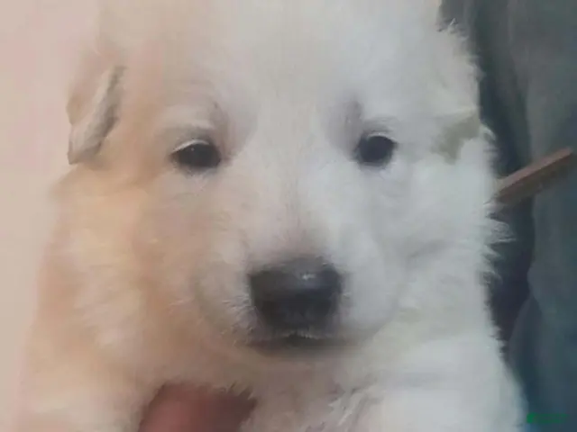 German Shepherd dogs for sale: Curly - Ad 8