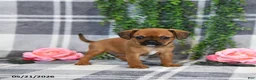 Mixed Breed dogs for sale: Gracie - Ad 3