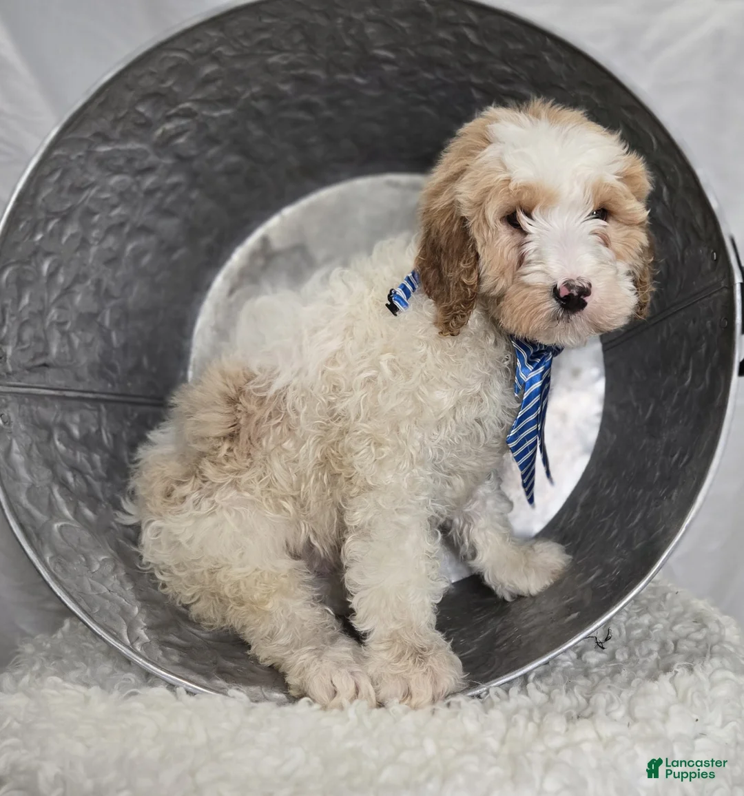 Bernedoodle dogs for sale: Kyle - Ad 3