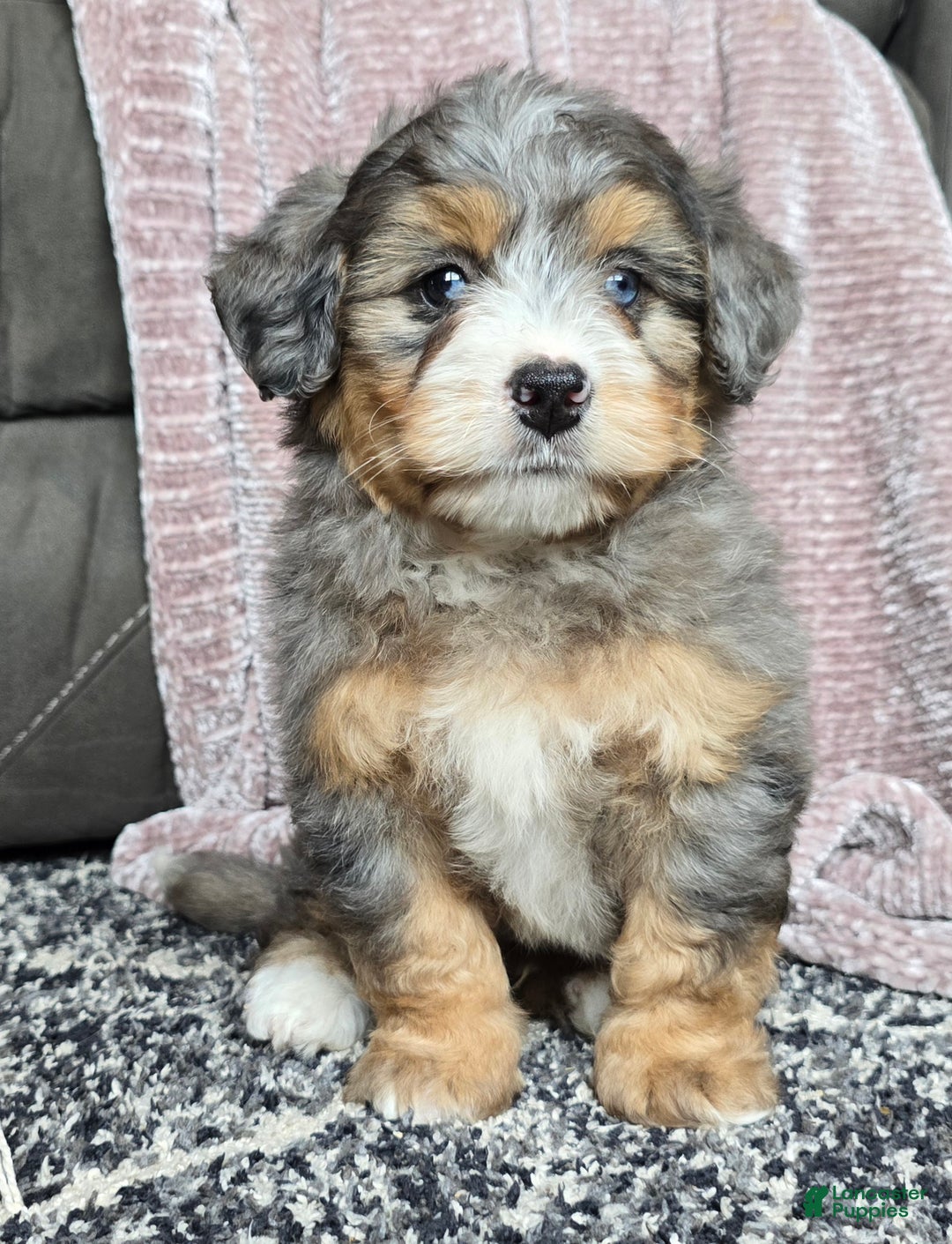 Mini Bernedoodle dogs for sale: Mini Watts - Ad 40