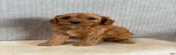 Cavapoo dogs for sale: Mason - Ad 3