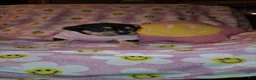 American Bully dogs for sale: American Bully Puppy 5 - Ad 4