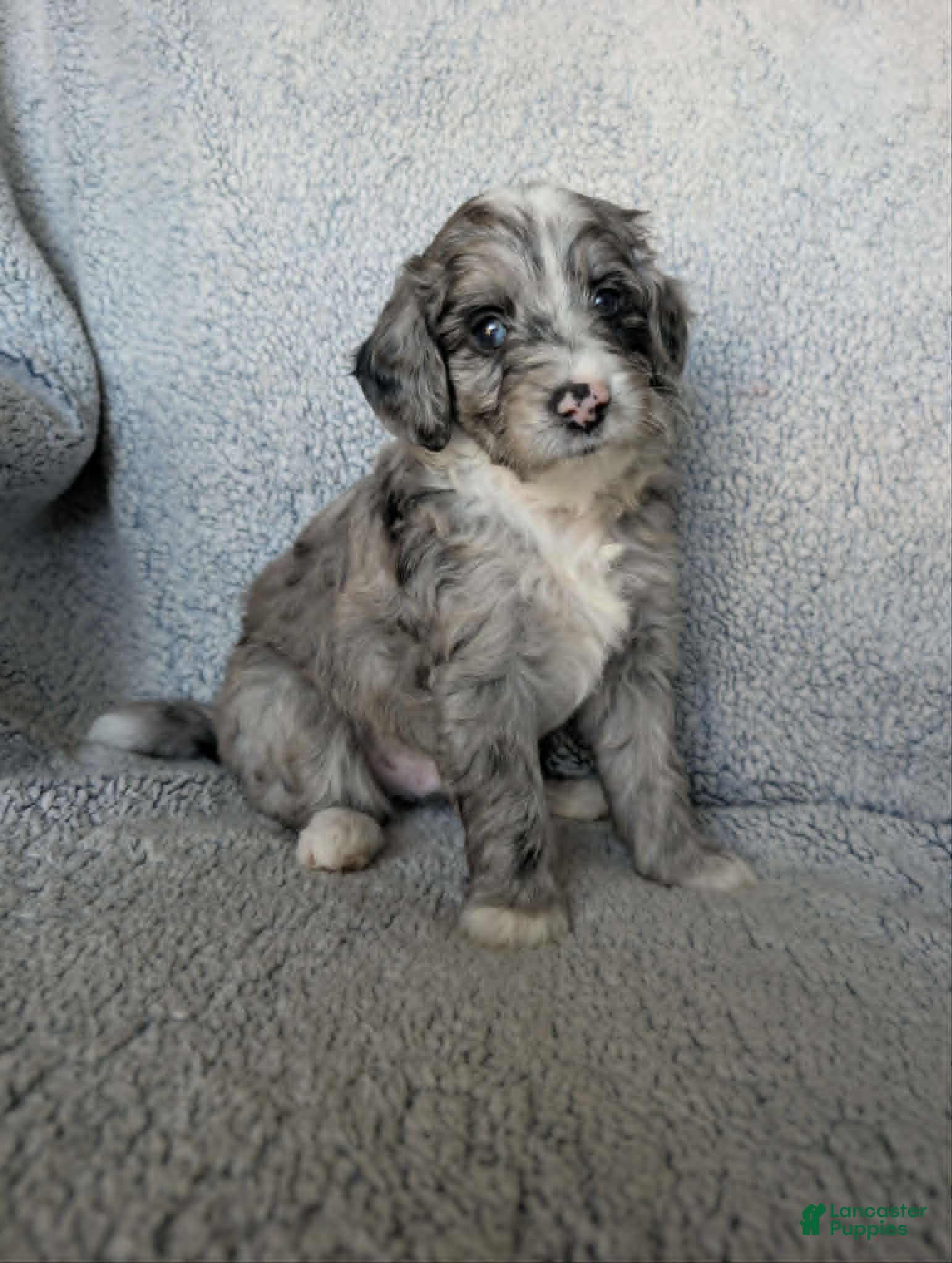 Mixed Breed dogs for sale: Smokey  - Ad 1