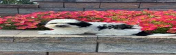 Mixed Breed dogs for sale: Abby - Ad 3