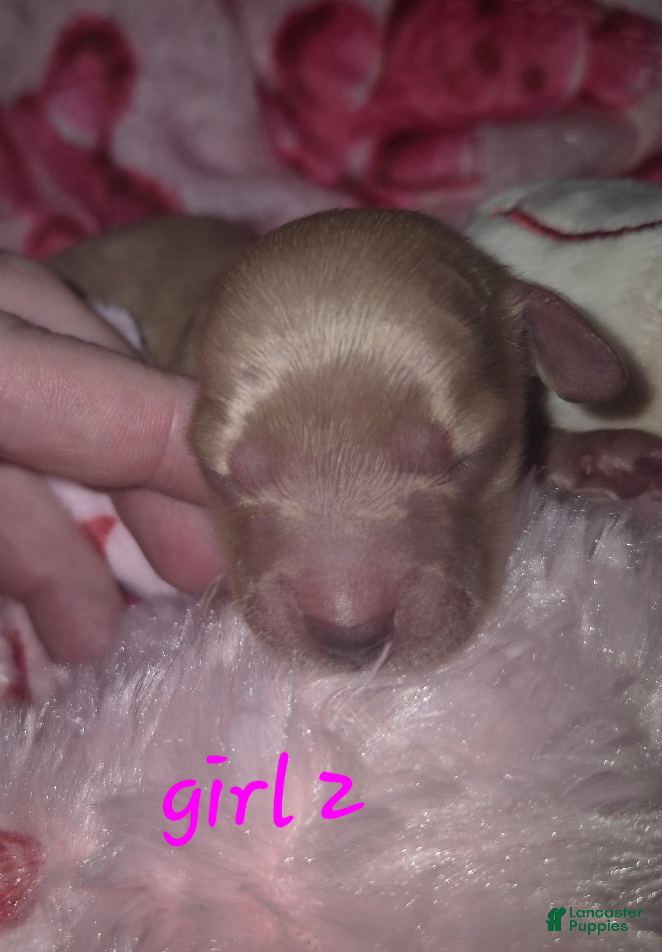 Miniature Dachshund dogs Miniature Dachshund Puppy 3 - Ad 12