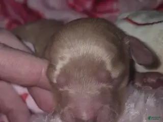 Miniature Dachshund dogs Miniature Dachshund Puppy 3 - Ad 12