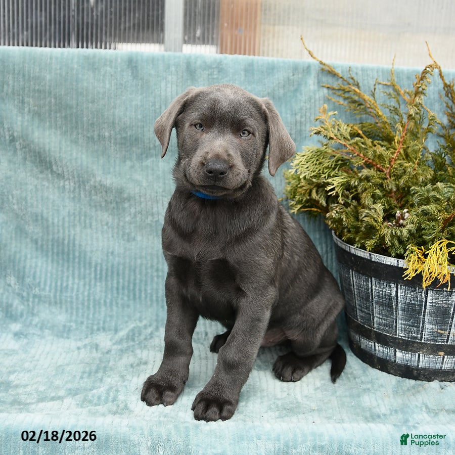 Labrador Retriever dogs Thunder - Ad 1