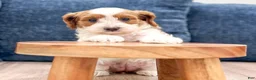 Cavapoo dogs for sale: Grace - Ad 4